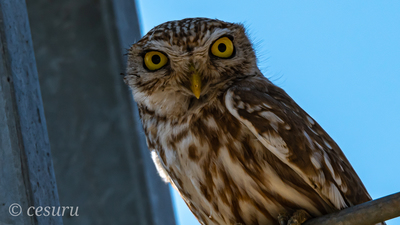 Kukumav - Athene noctua kuş fotoğrafı