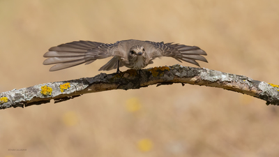 Benekli Sinekkapan - Muscicapa striata kuş fotoğrafı