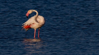 Flamingo - Phoenicopterus roseus kuş fotoğrafı