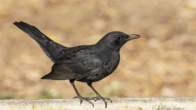 Karatavuk - Turdus merula kuş fotoğrafı