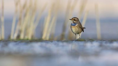 Mavigerdan - Luscinia svecica kuş fotoğrafı