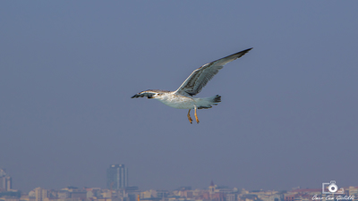 Gümüş Martı - Larus michahellis kuş fotoğrafı