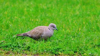 Kumru - Streptopelia decaocto kuş fotoğrafı
