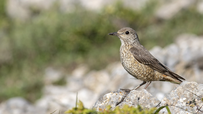 Taşkızılı - Monticola saxatilis kuş fotoğrafı