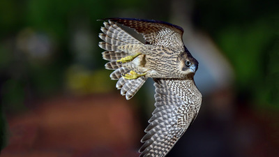 Gök Doğan (Falco peregrinus) - Afyonkarahisar / Merkez kuş fotoğrafı
