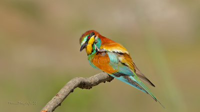 Arıkuşu - Merops apiaster kuş fotoğrafı