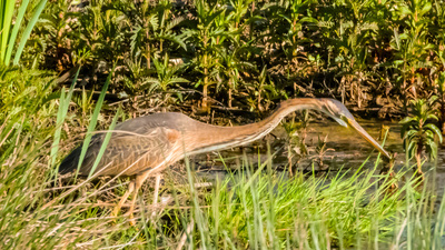 Erguvani Balıkçıl - Ardea purpurea kuş fotoğrafı