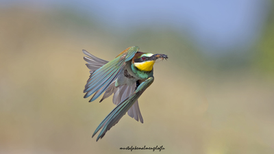 Arıkuşu (Merops apiaster) - Osmaniye / Merkez kuş fotoğrafı