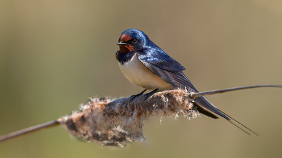 Kır Kırlangıcı - Hirundo rustica kuş fotoğrafı