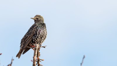 Sığırcık - Sturnus vulgaris kuş fotoğrafı