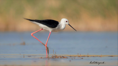 Uzunbacak - Himantopus himantopus kuş fotoğrafı