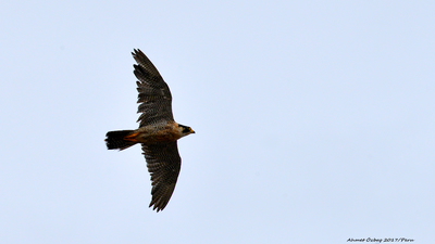 Gök Doğan (Falco peregrinus) - - / - kuş fotoğrafı
