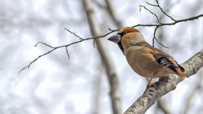 Kocabaş - Coccothraustes coccothraustes kuş fotoğrafı