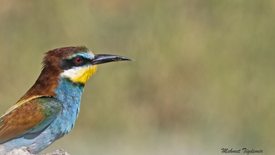 Arıkuşu - Merops apiaster kuş fotoğrafı
