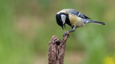 Büyük Baştankara (Parus major) - Ankara / Sincan kuş fotoğrafı