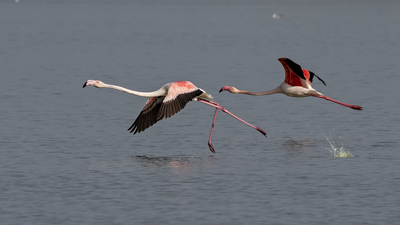 Flamingo - Phoenicopterus roseus kuş fotoğrafı
