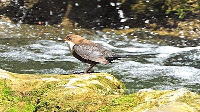 Derekuşu - Cinclus cinclus kuş fotoğrafı