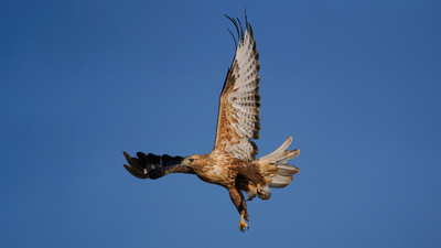 Kızıl Şahin - Buteo rufinus kuş fotoğrafı