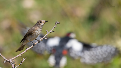 Benekli Sinekkapan (Muscicapa striata) - Bilecik / Bozüyük kuş fotoğrafı