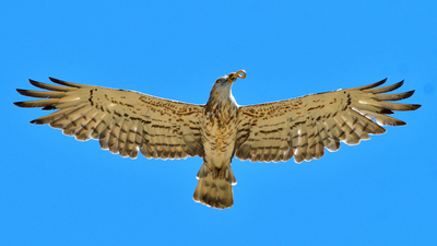 Yılan Kartalı