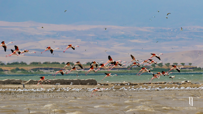 Flamingo