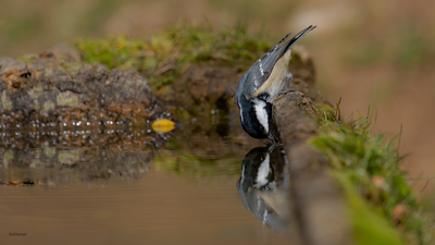 Çam Baştankarası - Periparus ater kuş fotoğrafı