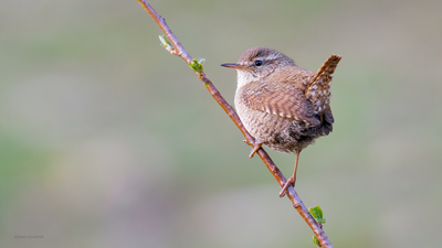Çıtkuşu - Troglodytes troglodytes kuş fotoğrafı