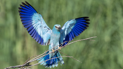 Gökkuzgun - Coracias garrulus kuş fotoğrafı