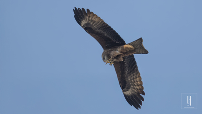 Kara çaylak (Milvus migrans) - Malatya / Battalgazi kuş fotoğrafı
