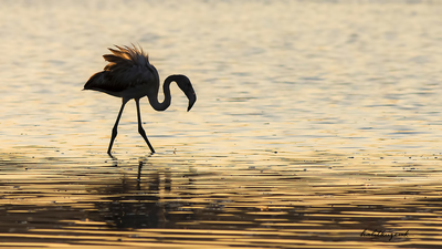 Flamingo