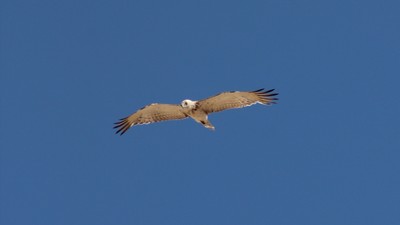Yılan Kartalı (Circaetus gallicus) - Sivas / Kangal kuş fotoğrafı