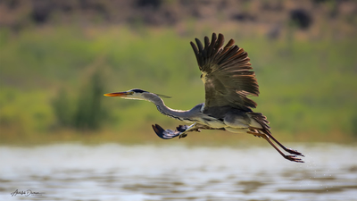 Gri Balıkçıl - Ardea cinerea kuş fotoğrafı
