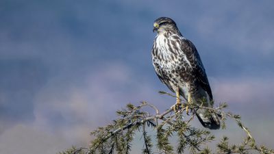Şahin - Buteo buteo kuş fotoğrafı