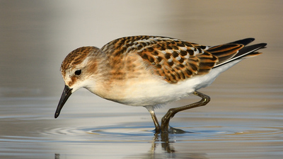 Küçük Kumkuşu (Calidris minuta) - İzmir / Çeşme kuş fotoğrafı