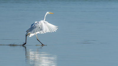 Büyük Ak Balıkçıl (Ardea alba) - Mersin / Silifke kuş fotoğrafı