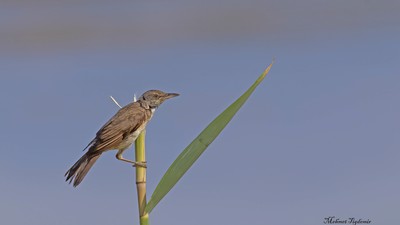 Büyük kamışçın (Acrocephalus arundinaceus) - Isparta / Eğirdir kuş fotoğrafı