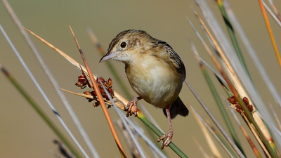 Yelpazekuyruk (Cisticola juncidis) - İzmir / Çeşme kuş fotoğrafı