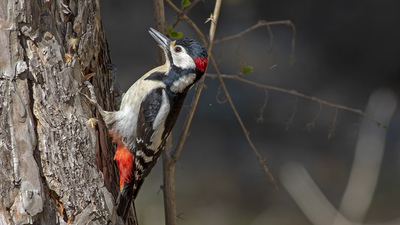 Orman Alaca Ağaçkakanı