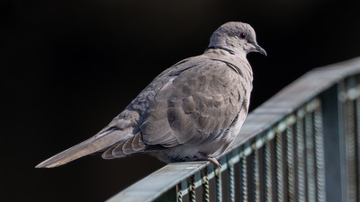 Kumru - Streptopelia decaocto kuş fotoğrafı