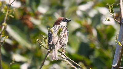 Söğüt serçesi (Passer hispaniolensis) - Zonguldak / Kozlu kuş fotoğrafı