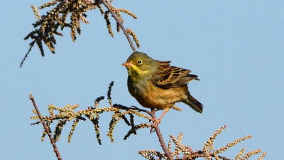 Kirazkuşu - Emberiza hortulana kuş fotoğrafı