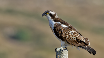 Balık Kartalı - Pandion haliaetus kuş fotoğrafı
