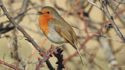 Kızılgerdan - Erithacus rubecula kuş fotoğrafı