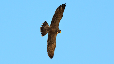 Gök Doğan - Falco peregrinus kuş fotoğrafı