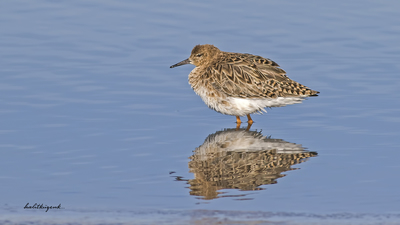 Dövüşkenkuş - Calidris pugnax kuş fotoğrafı