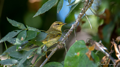 Söğütbülbülü - Phylloscopus trochilus kuş fotoğrafı