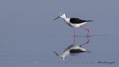 Uzunbacak (Himantopus himantopus) - Ankara / Gölbaşı kuş fotoğrafı