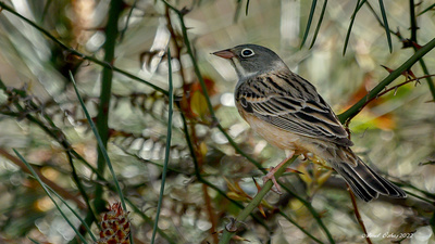 Kirazkuşu - Emberiza hortulana kuş fotoğrafı