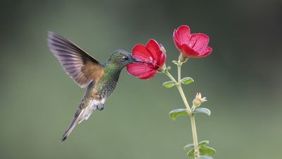 Liste dışı (-) - - / - kuş fotoğrafı