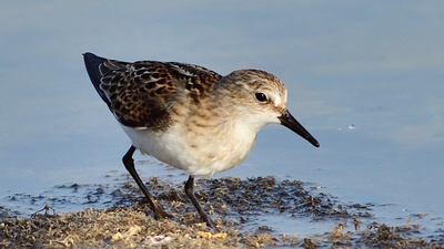 Küçük Kumkuşu - Calidris minuta kuş fotoğrafı